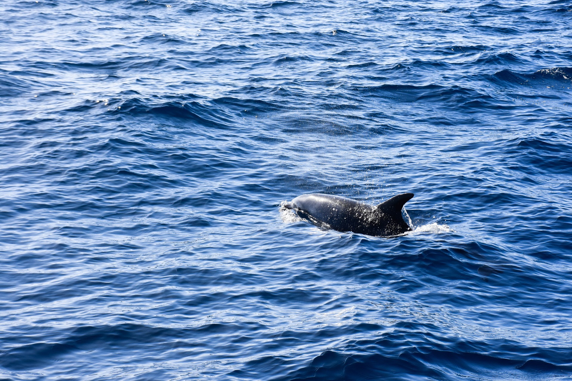 observacaoCetaceosIMG